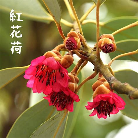 紅花喬木|香港濕地公園